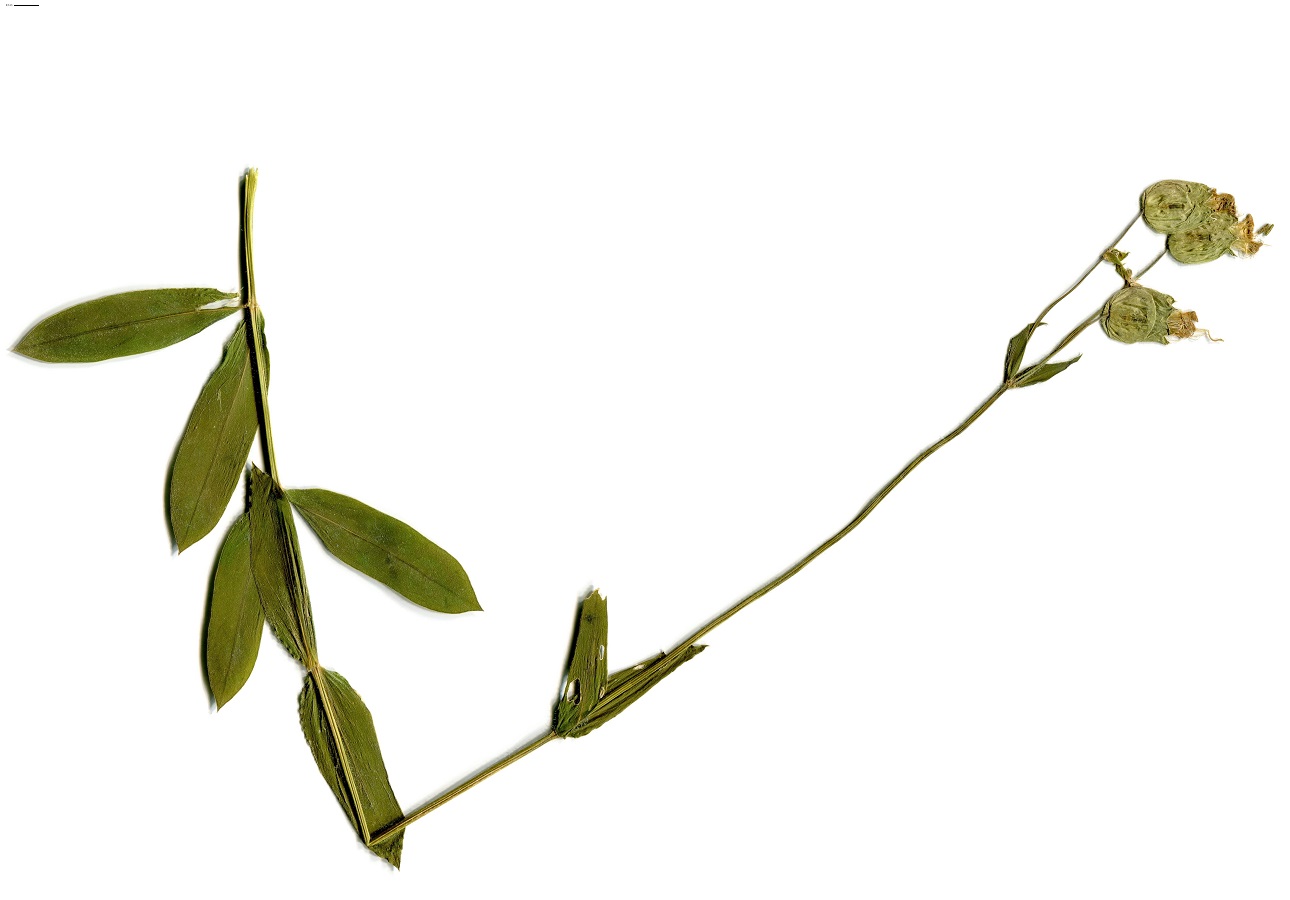 Silene uniflora subsp. uniflora (Caryophyllaceae)